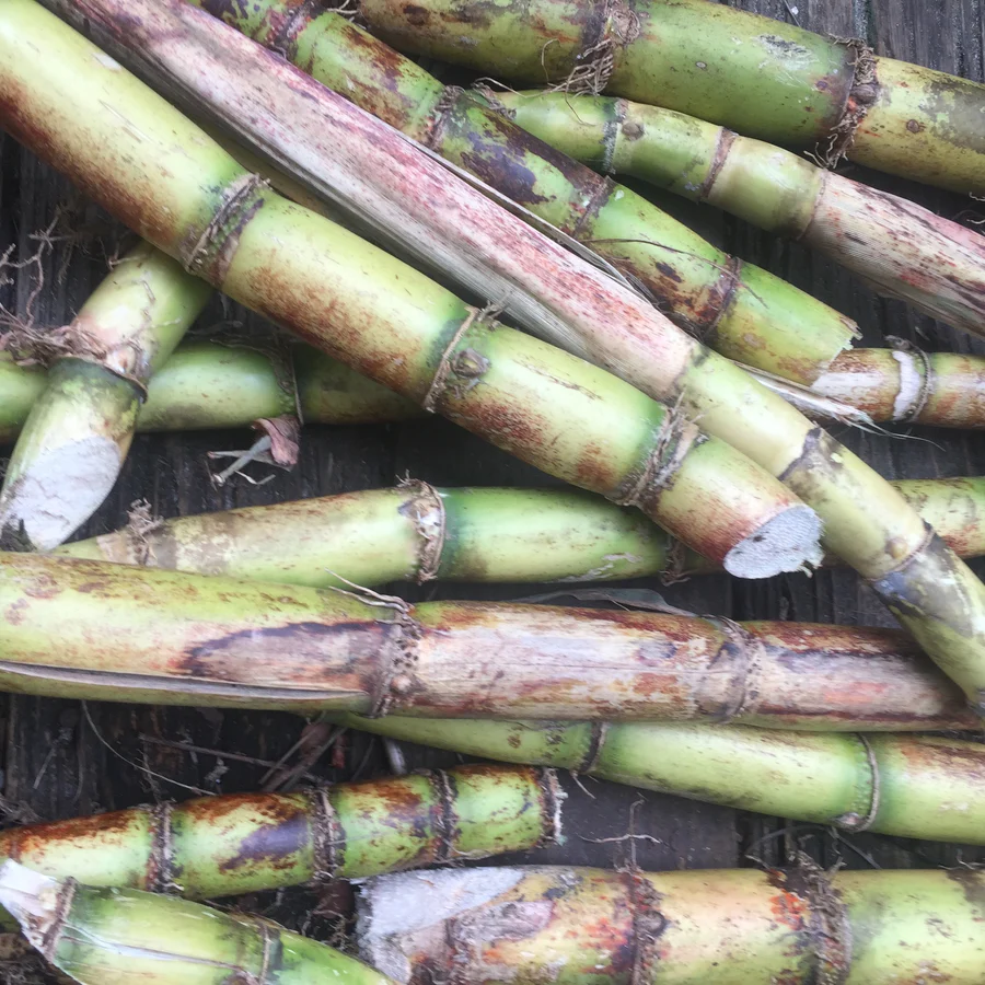 sugarcane_bundle_chinese_new_year_900x