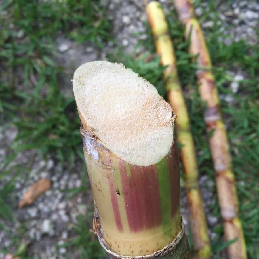 sugarcane_for_sale_online_at_miamifruit_900x
