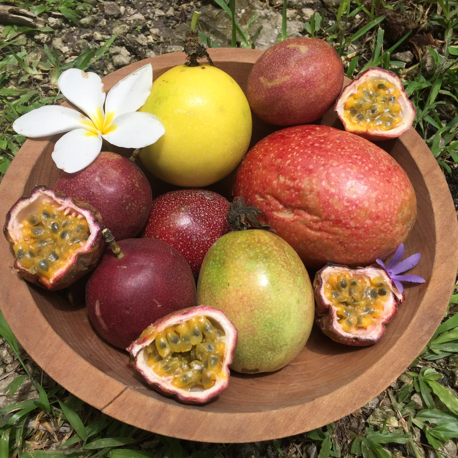 sweet_passionfruit_miamifruit_3ae991a7-4fc1-43de-a296-81e709049232_900x
