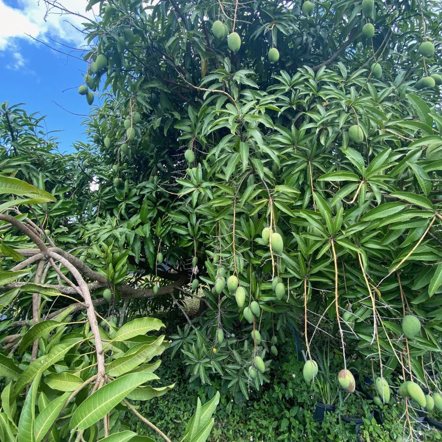 unripegreenmangoesonthetreemiamifruit_900x