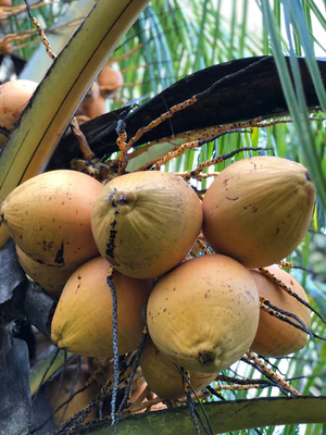 water_coconut_hydration_miamifruit_300x