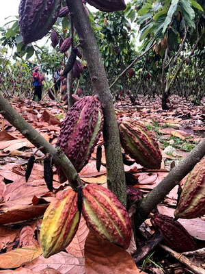 wheredoescacaocomefrommiamifruit_300x