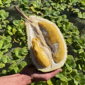 Musang King Durian *Pre-Order*