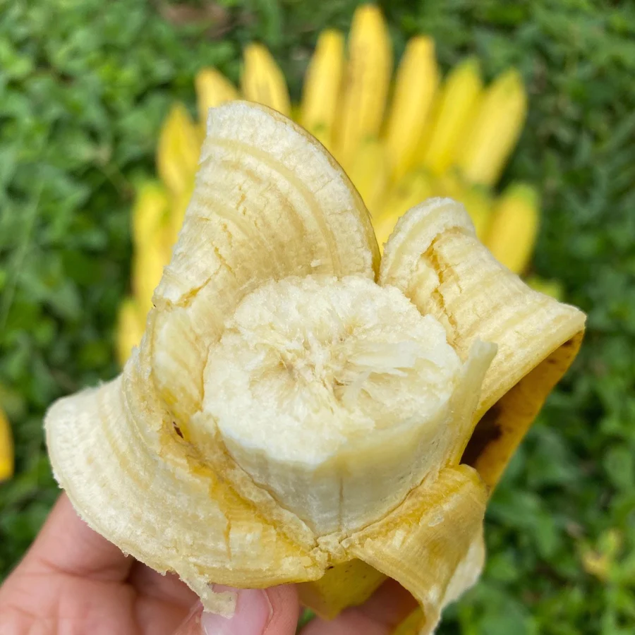 wheretofindgrosmichelbananainamerica_900x