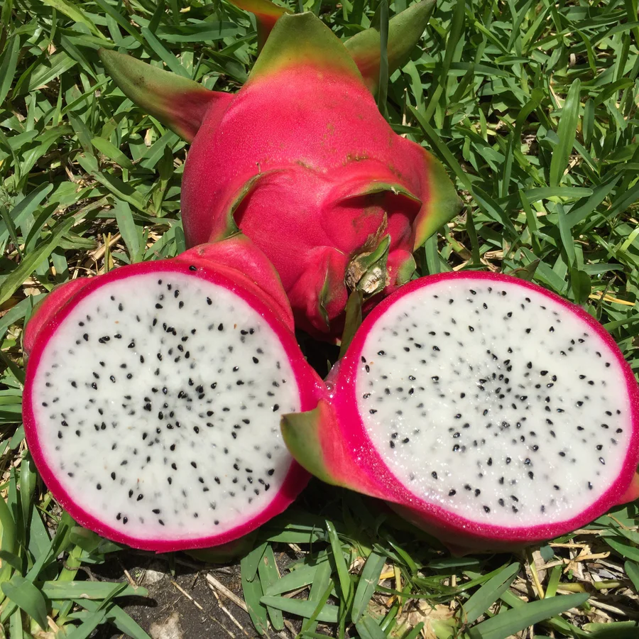 white_pitaya_dragonfruit_900x