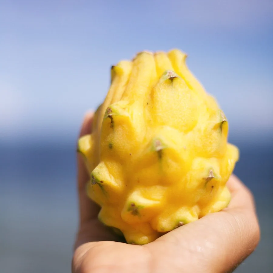 yellow_dragonfruit_beach_900x